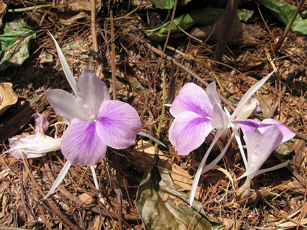 018 Jardin Botanique.jpg